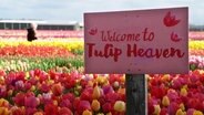 Ein rosa Schild mit der Aufschrift: "Welcome to Tulip Heaven" steht inmitten von Tulpenfeldern. © Screenshot 