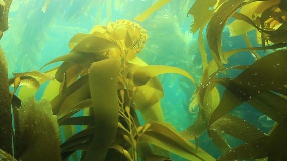 Algen im Meer. © Screenshot 