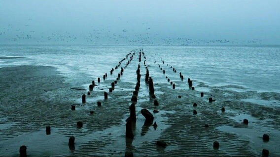 Das Wattenmeer bei Dämmerung. © Screenshot 