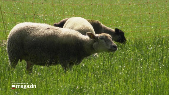 Schafe grasen auf einer Wiese. © Screenshot 