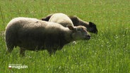 Schafe grasen auf einer Wiese. © Screenshot 