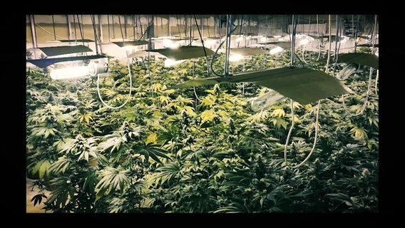 Cannabis-Feld © Screenshot 