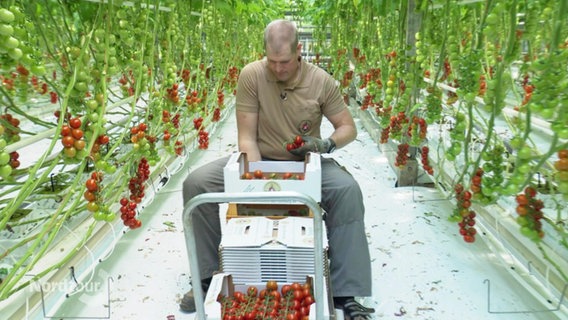Arne Eggers auf einem Tomatenmobil. © Screenshot 