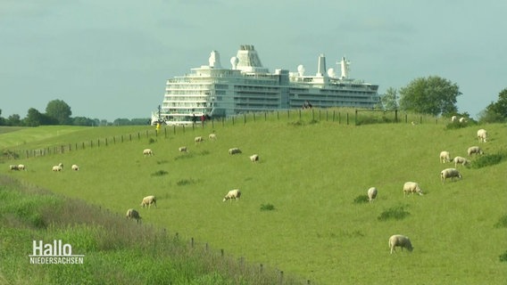Ein Kreuzfahrtschiff auf der Ems, im Vordergrund Schafsweiden. © Screenshot 