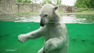 Die Eisbärendame Noria beim schwimmen. © Screenshot 