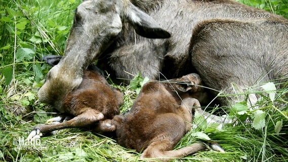 Zwei Elch-Babys mit ihrer Mama. © Screenshot 