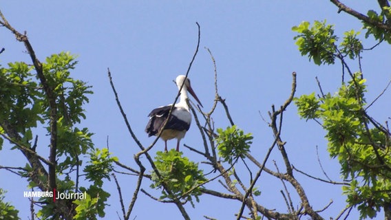 Ein Storch steht in seinem Nest in einer Baumkrone. © Screenshot 