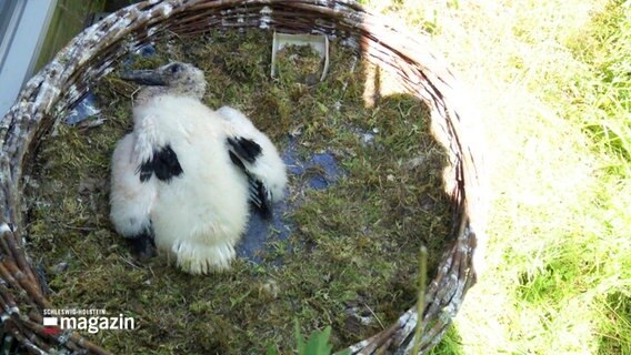 Ein kleines Storchenjunges liegt erschöpft während einer Dürre in einem Nest. © Screenshot 