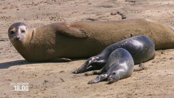 Ein Seehund mit zwei Jungtieren. © Screenshot 