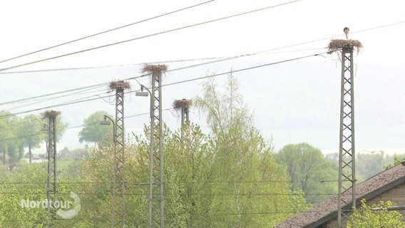 Auf den Masten einer Bahnoberleitung sind mehrere Storchennester gebaut. © Screenshot 