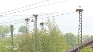 Auf den Masten einer Bahnoberleitung sind mehrere Storchennester gebaut. © Screenshot 