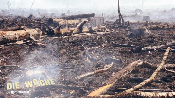Blick auf ein kahles Feld nach einem Waldbrand: Auf aufgewühlter Erde liegen verkohlte Baumstämme, an einigen Stellen steigt Rauch empor. © Screenshot 