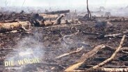 Blick auf ein kahles Feld nach einem Waldbrand: Auf aufgewühlter Erde liegen verkohlte Baumstämme, an einigen Stellen steigt Rauch empor. © Screenshot 