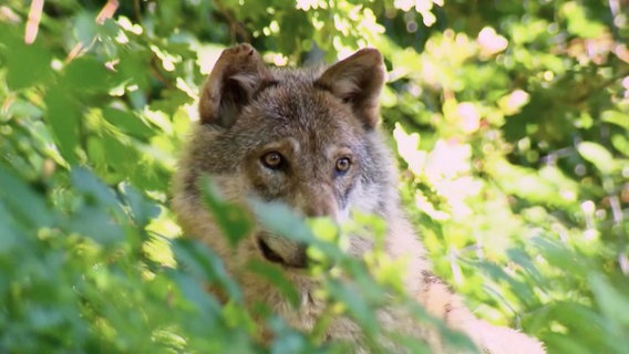 Nahaufnahme eines Wolfs, der durch Büsche blickt. © Screenshot 