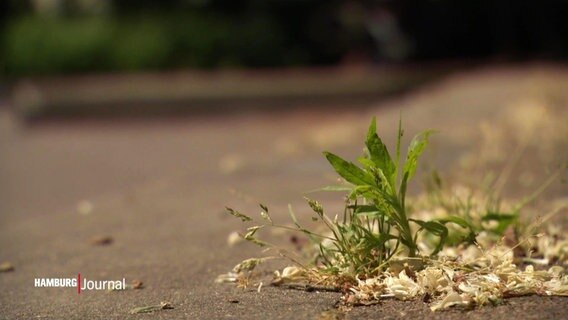 Nahaufnahme von Unkraut, das aus trockenem Boden am Straßenrand wächst. © Screenshot 