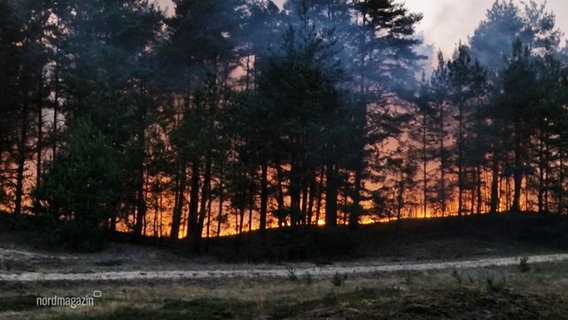 Waldbrand in Lübtheen. © Screenshot 