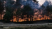 Waldbrand in Lübtheen. © Screenshot 