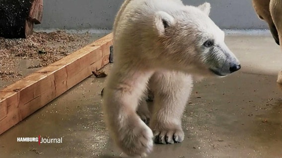 Ein junger Eisbär. © Screenshot 