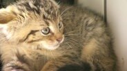 Ein Wildkatzenbaby. © Screenshot 