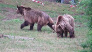 Die zwei Bären Dasha und Lely aus der Ukraine im Müritzer Bärenwald. © Screenshot 