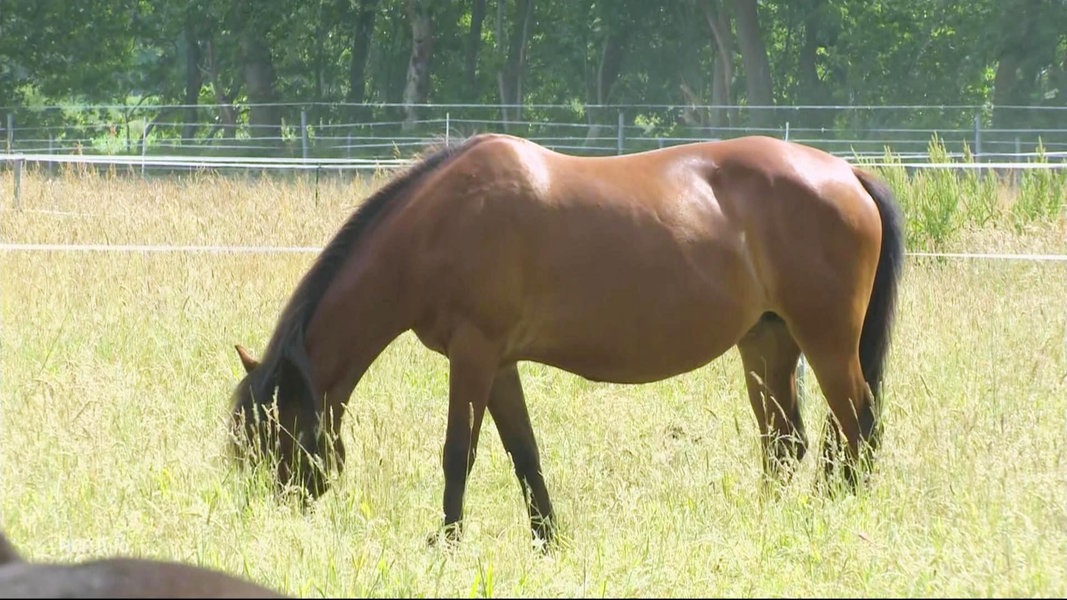Ein braunes Pferd steht auf einer Weide und grast.