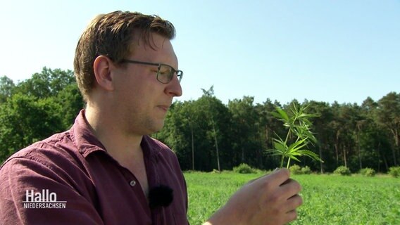 Hanf-Farmer Jan Brinkmann begutachtet eine seiner Pflanzen. © Screenshot 