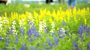 Verschiedenfarbige Lubinenblüten auf einem Feld. © Screenshot 