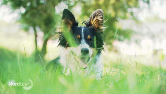 Ein Hund schaut durchs Gras. © Screenshot 
