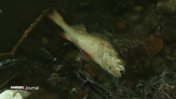Ein toter Fisch treibt im Wasser. © Screenshot 