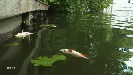 Tote Fische im Wasser © Screenshot 