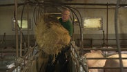 Landwirt Jens Dannenbring verteilt Stroh in seinem Schweinestall. © Screenshot 