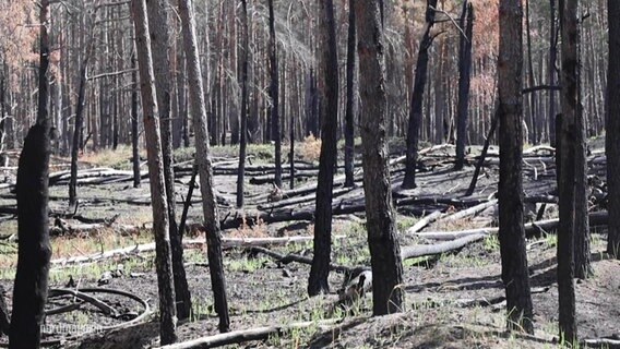 Blick durch das Stammwerk eines kargen Waldes: Nach einem Waldbrand liegen viele verkohlte Baumstämme auf dem Boden, es hat sich eine Lichtung gebildet. © Screenshot 