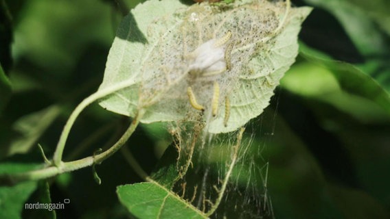 Unter einem Blatt haben sich mehrere Raupenlarven der Gespinstmotte in einem spinnenartigen Netz eingewebt. © Screenshot 