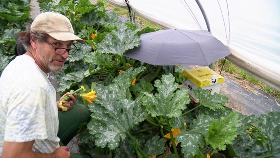 Ein Mann vor Zucchini-Pflanzen, aus denen ein Regenschirm hervorragt © Screenshot 
