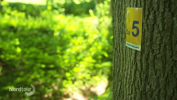 Ein Baum mit einem aufgeklebten Schild am Stamm. Auf dem Schild steht die Nummer Da5. Das ist der Grafenstieg im Solling. © Screenshot 