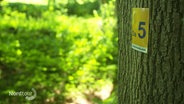 Ein Baum mit einem aufgeklebten Schild am Stamm. Auf dem Schild steht die Nummer Da5. Das ist der Grafenstieg im Solling. © Screenshot 