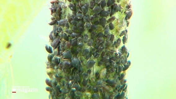 Blattläuse an einer Pflanze © Screenshot 
