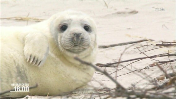 Eine junge Robbe liegt an einem Strand. © Screenshot 
