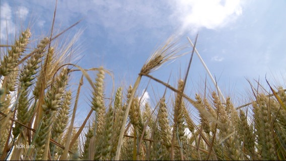 Weizen vor blauem Himmel. © Screenshot 