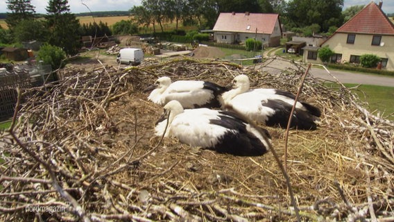 Drei Jungstörche in einem Nest. © Screenshot 