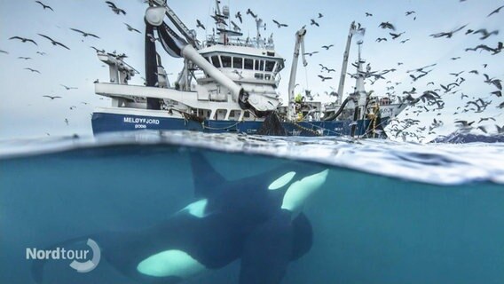 Ein Foto des Fotografen und Meeresbiologen Audun Rikardsen auf dem ein Wal unter einem Schifferboot zu sehen ist. © Screenshot 