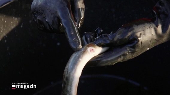 Ein Fischer zeigt auf die Wunden eines Aals. © Screenshot 