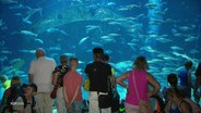 Besucher*innen des Ozeaneum stehen vor einem riesigen Aquarium. © Screenshot 