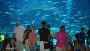 Besucher*innen schauen durch eine Panoramascheibe in ein Aquarium © Screenshot 