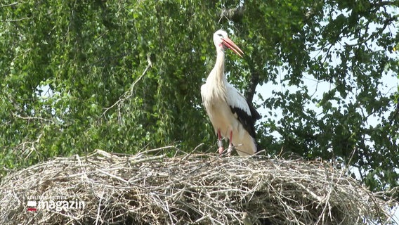 Ein Storch in seinem Nest. © Screenshot 