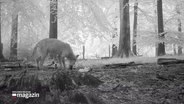 Ein Wolf im Wald © Screenshot 