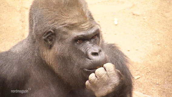 Gorilla "Assumbo" im Rostocker Zoo. © Screenshot 