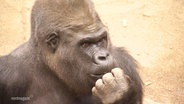 Gorilla "Assumbo" im Rostocker Zoo. © Screenshot 