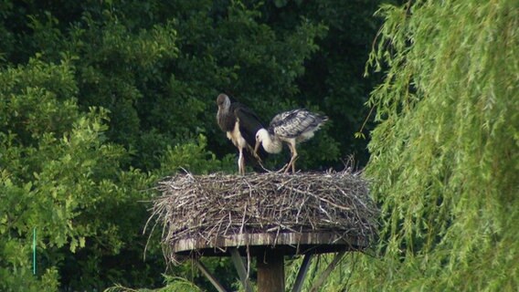 Zwei Jungstörche stehen auf einem Nest. © Screenshot 