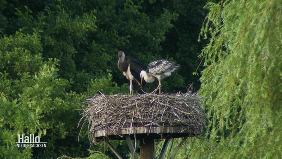 Zwei Störche sitzen in einem Nest. © Screenshot 